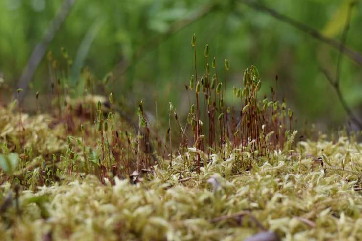 Earth BioGenome in campo per sequenziare il genoma di tutti i viventi- curiosauro.it - 28012022