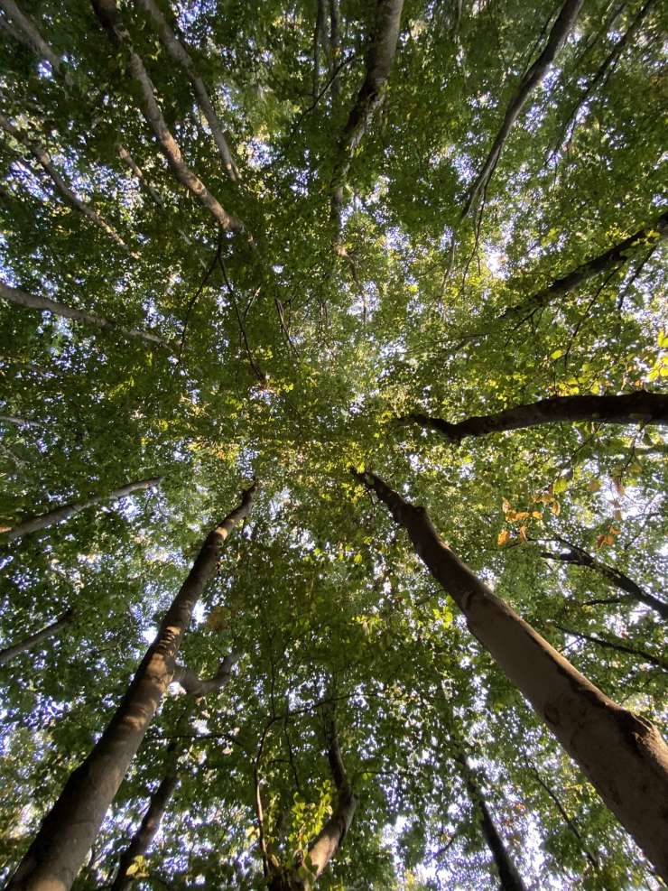 Giappone| Aokigahara, la foresta silenziosa dei suicidi