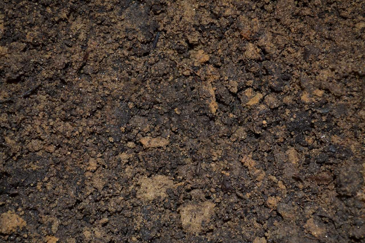 Toilette e parassiti, a Gerusalemme bagni regali pieni di vermi - curiosauro.it- 29012022