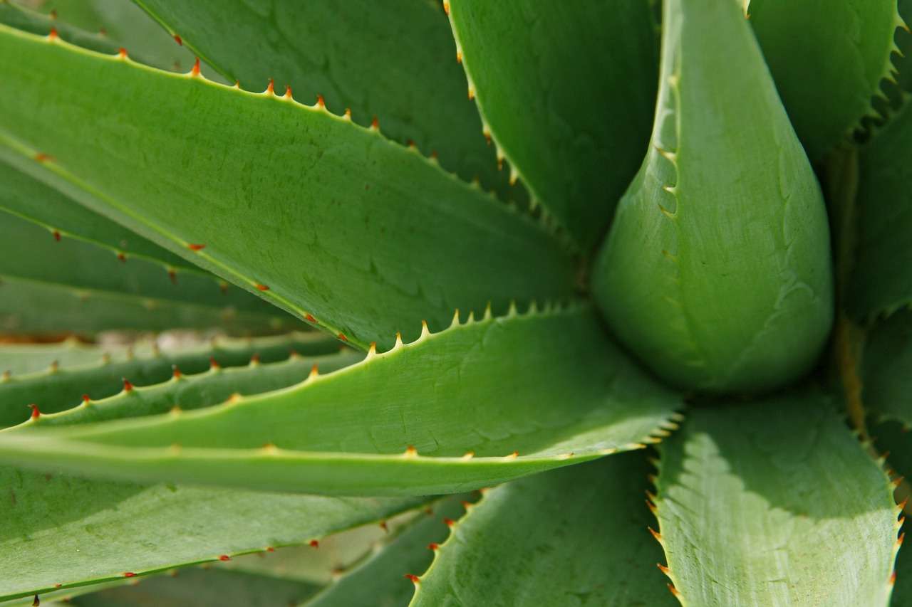 Aloe vera, tutti i benefici di questa pianta miracolosa- curiosauro.it -14022022