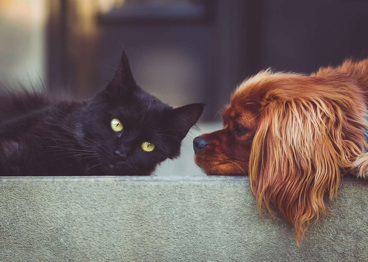 Animali domestici: quando uno muore l'altro prova il dolore del lutto- curiosauro.it- 24022022-