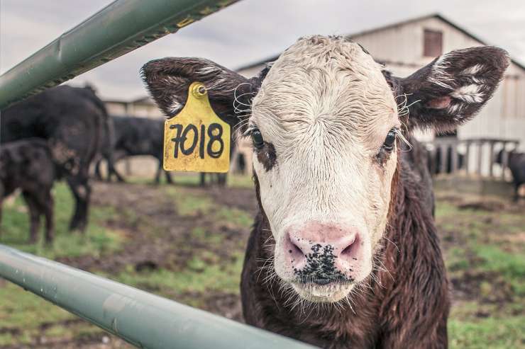 Per salvare la Terra bisogna smettere di produrre carne - curiosauro.it 02022022