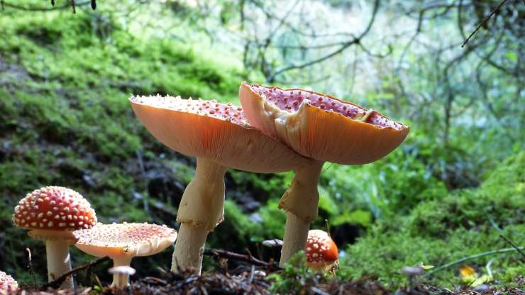 Scoiattolo giapponese mangia funghi velenosi senza morire - curiosauro.it 07022022
