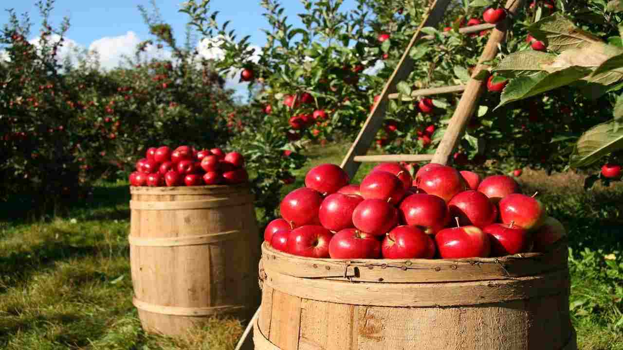 Agrivoltaico-per-la-produzione-di-energia-senza-fare-male-allambiente-curiosauro.it-280222
