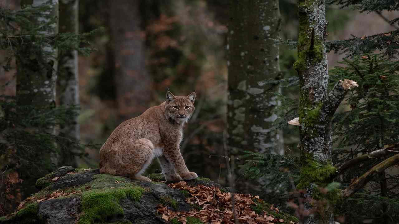 Bestiario medievale, l'elenco delle creature magiche condiviso dai cristiani-curiosauro.it- 22032022