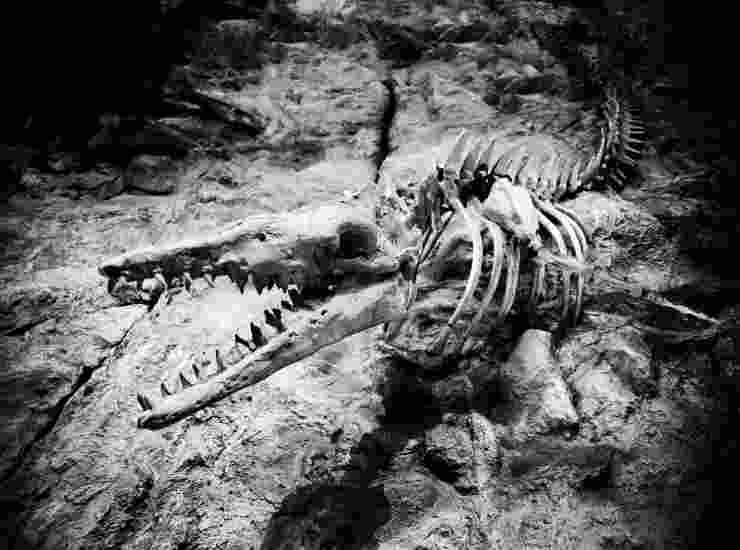 Scoperta| Coccodrillo fossile con all'interno resti di dinosauro- curiosauro.it- 09032022