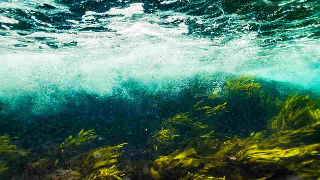 Alga Focus il segreto del mare che mobilita il metabolismo