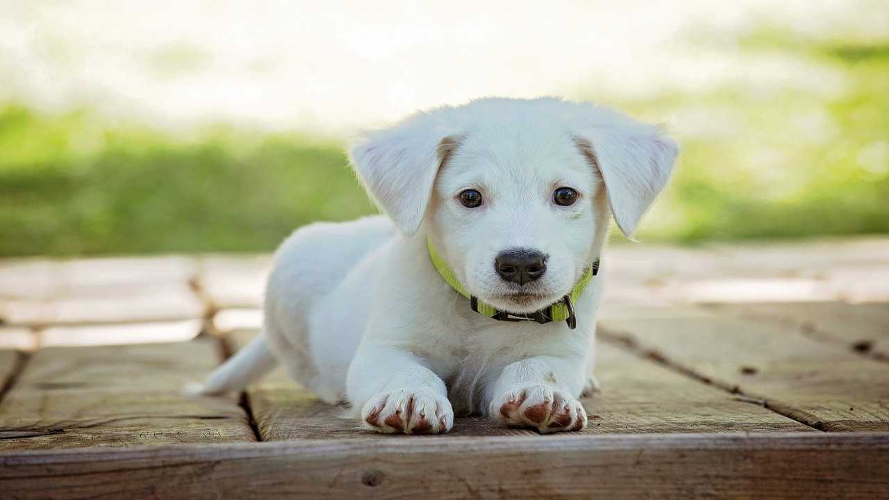 Cani, ecco perché ci sembrano carini e dolci- curiosauro.it- 19042022