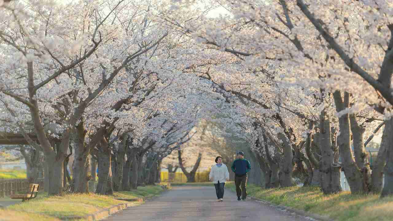 Hanami 2022, la fioritura dei ciliegi a Roma come in Giappone- curiosauro.it- 06042022