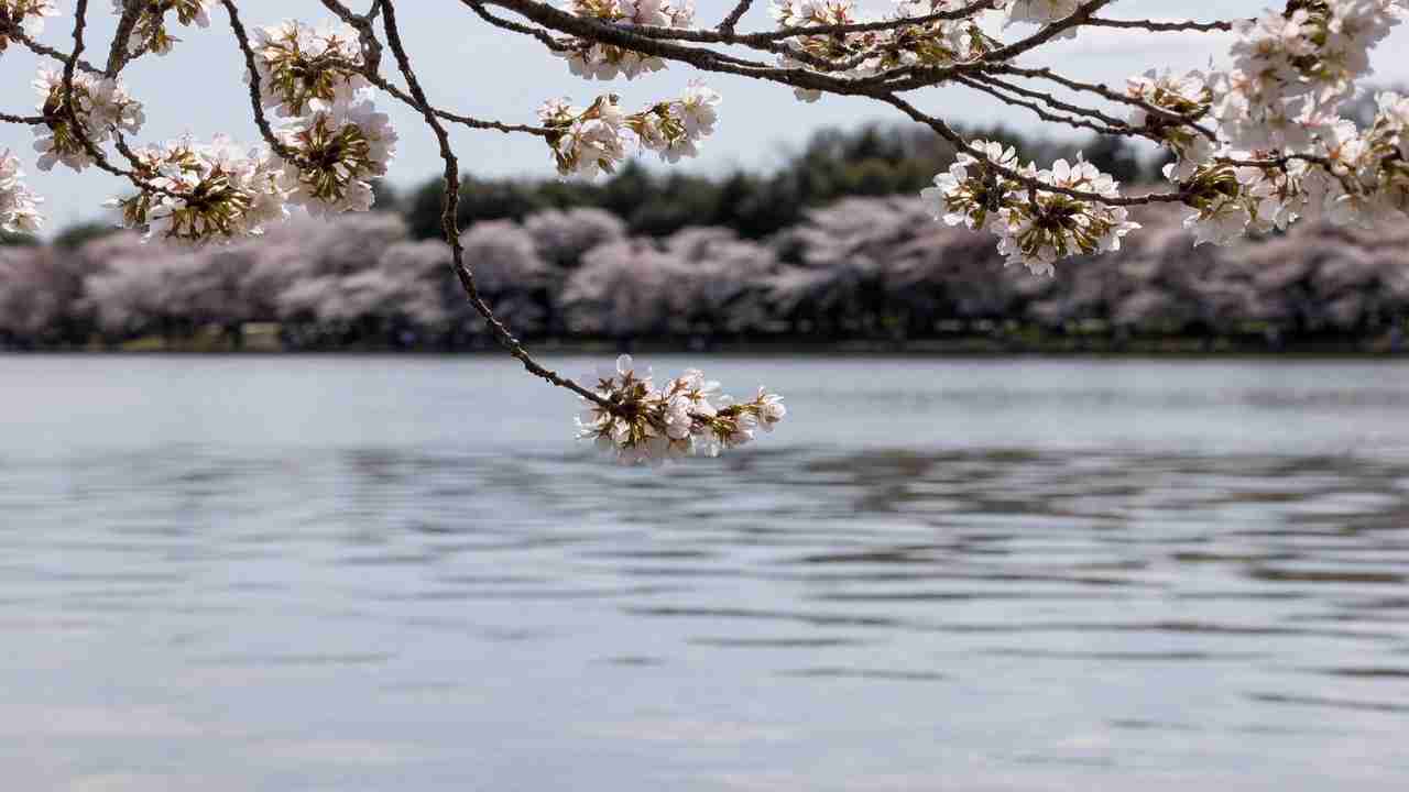 Hanami 2022, la fioritura dei ciliegi a Roma come in Giappone- curiosauro.it- 06042022