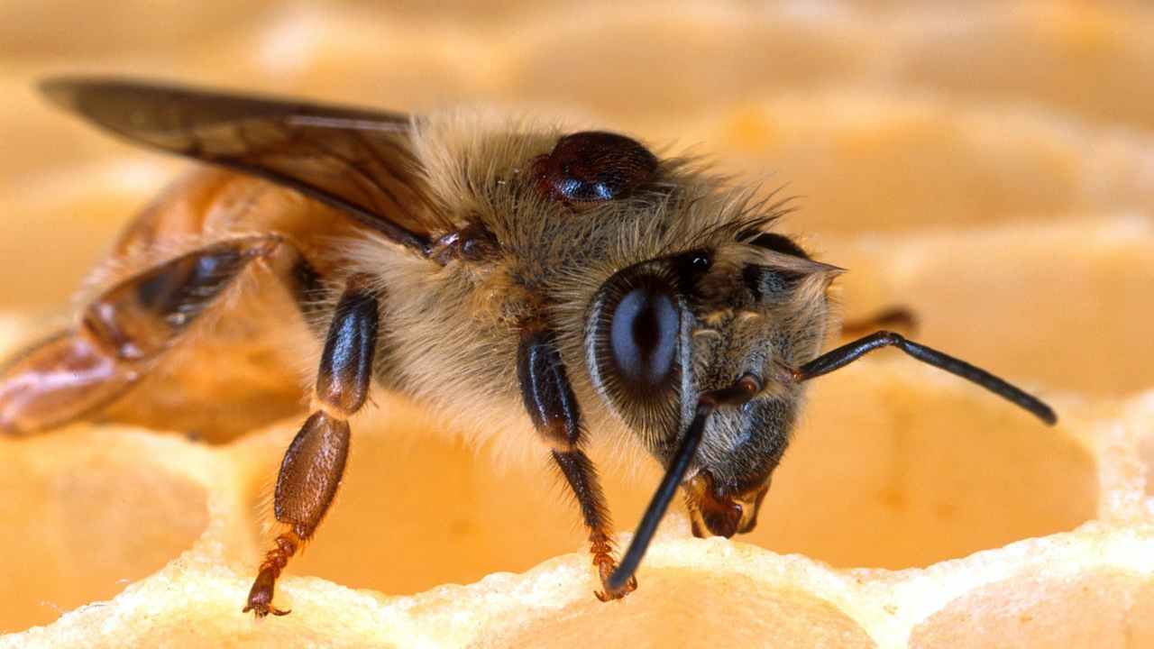 L'ape più grande del mondo ritrovata dopo 40 anni- curiosauro.it- 14042022