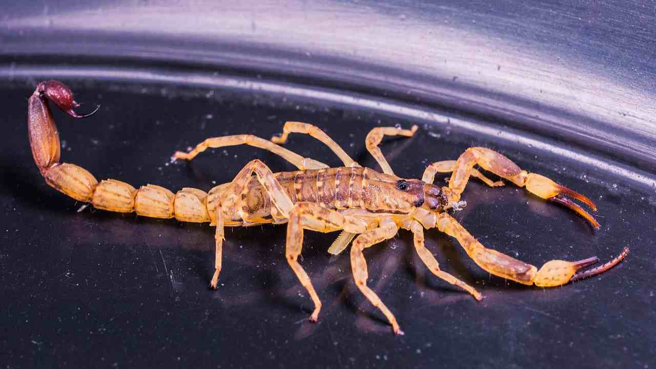 Scorpioni, la scienza dà ragione a Indiana Jones "più grossi sono e..."- curiosauro.it- 06052022