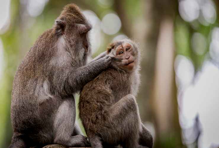 Monkeypox www.curiosauro.it 