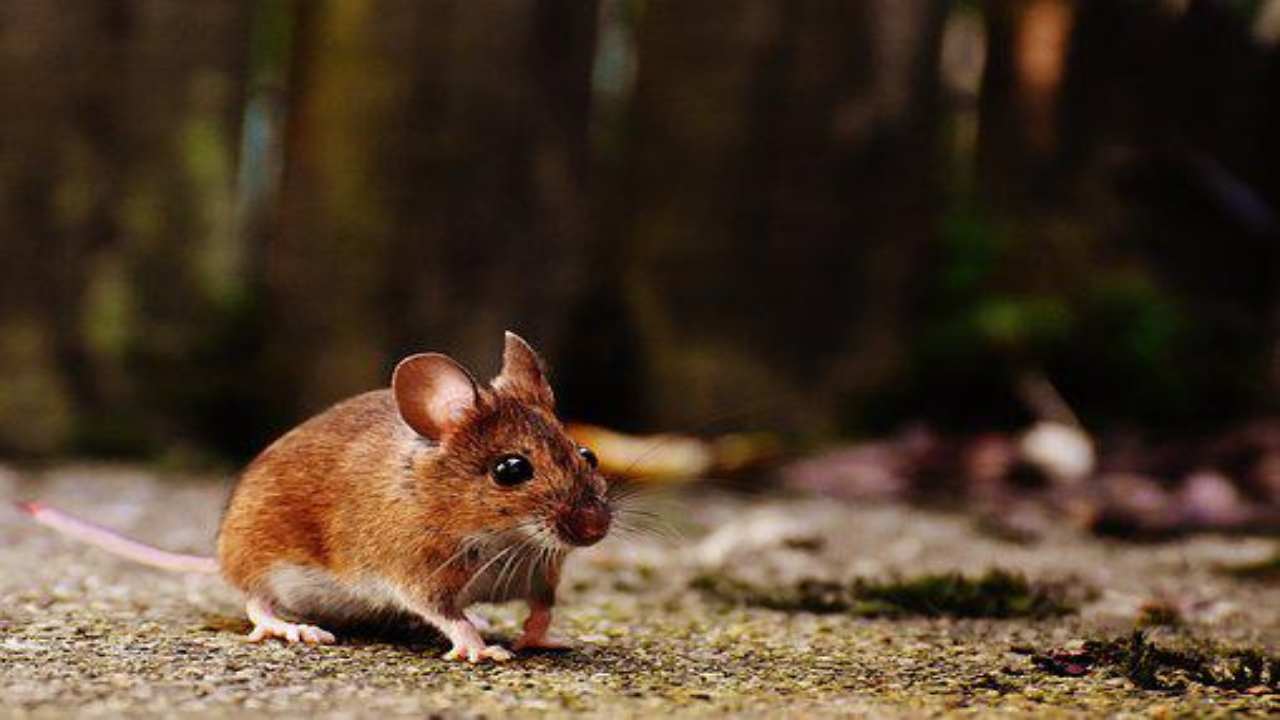 Imparare ad intervalli aiuta il cervello ad apprendere meglio e di più- curiosauro.it- 030622