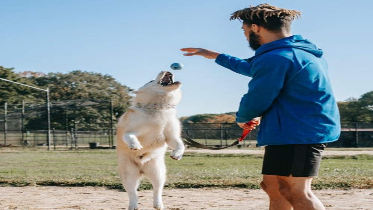 Cucciolo in arrivo? Tutto quello che non sai sulla sua educazione:- curiosauro.it- 050722