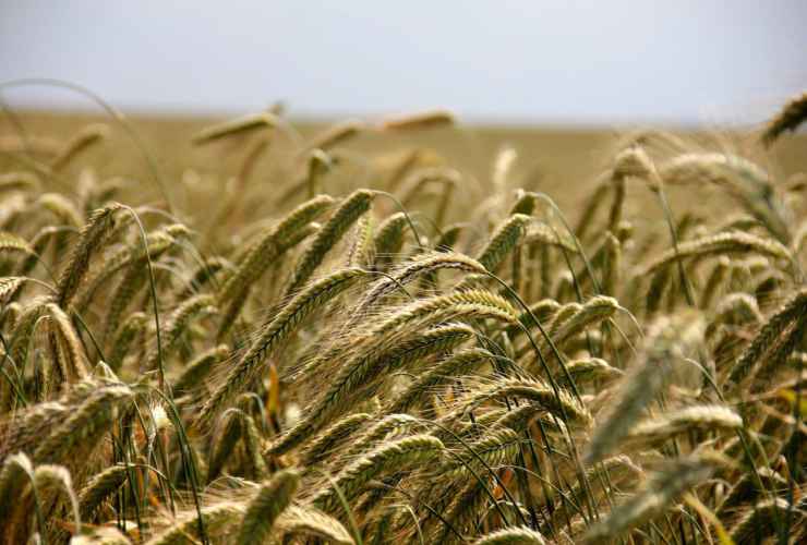 Grano www.curiosauro.it 