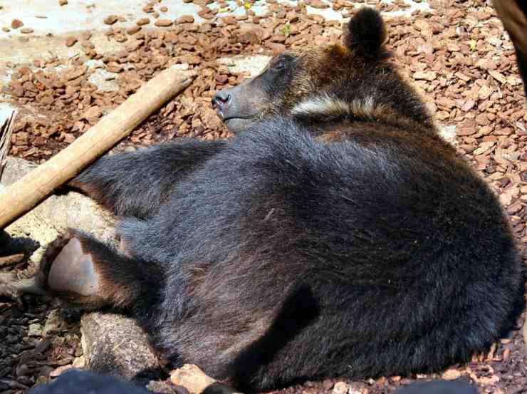 Orso nero - www.curiosauro.it