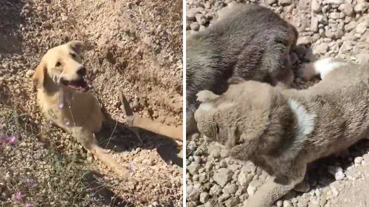 cane e cuccioli 