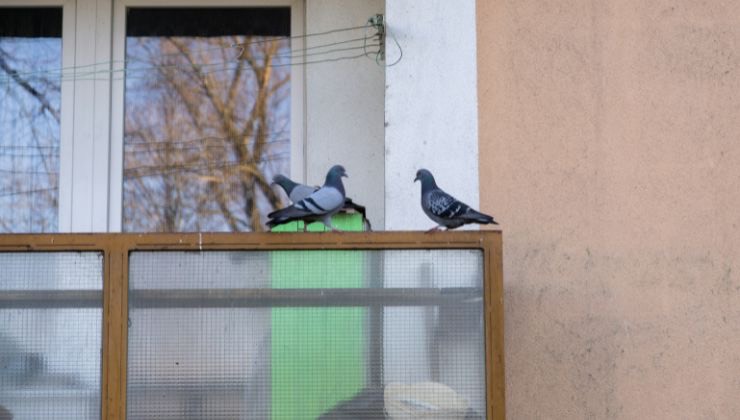 cacciare piccioni dal balcone