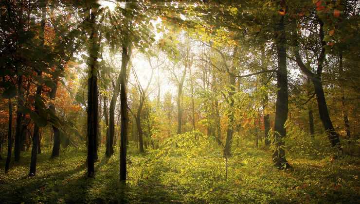 foresta autunnale