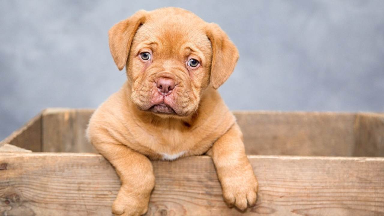 Cucciolo di cane