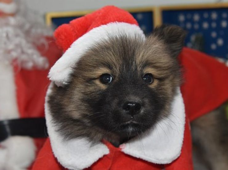 Regalare un cucciolo di cane