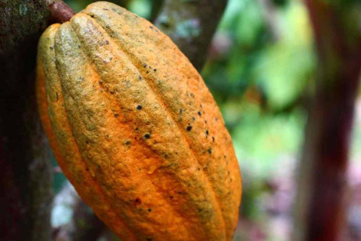 Frutto del cacao