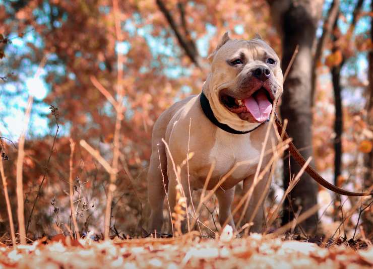 Cane: causa della crisi di coppia