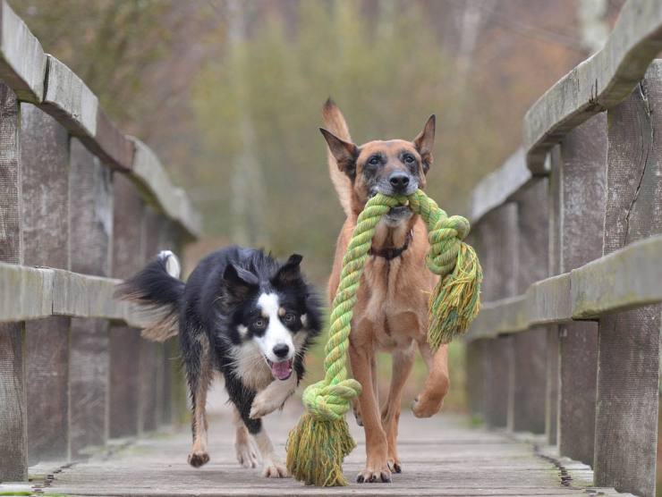 border collie e pastore belga 