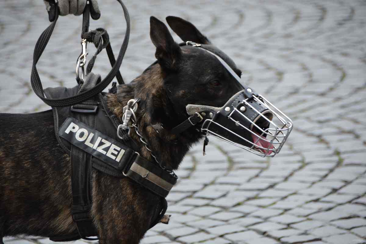 cane della polizia