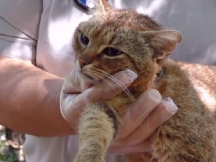 Gatto Volpe della Corsica