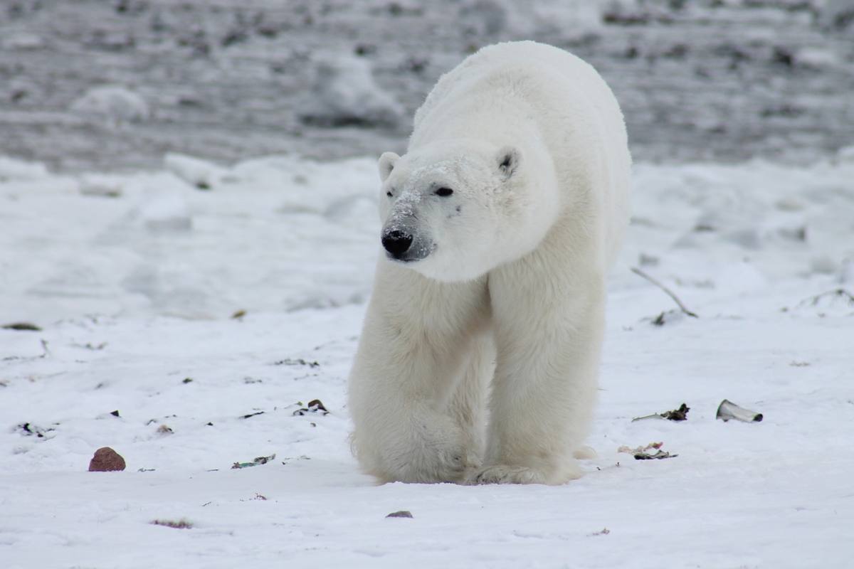 orso polare