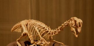 uccelli e dinosauri