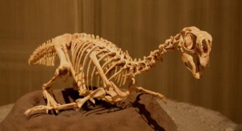 Cosa hanno in comune uccelli e dinosauri?