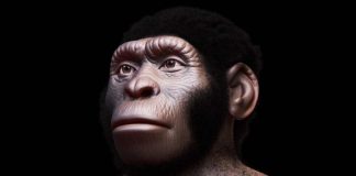 Homo naledi