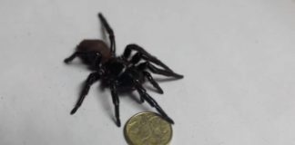 Ragno gigante