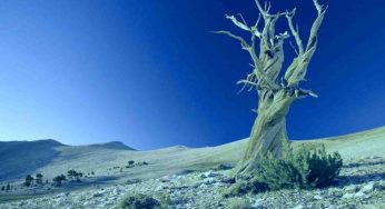 HOMOGECENE | Si chiamerà così la nuova era geologica determinata dall’inquinamento