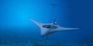 Manta Ray