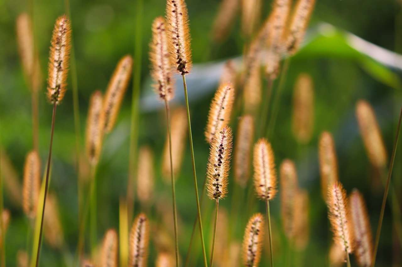 Agricoltura| Cambia la datazione delle prime colture miste - curiosauro.it- 31012022