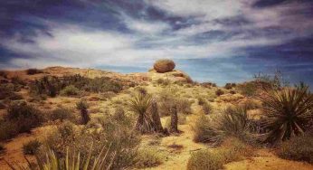 Le straordinarie capacità di adattamento degli arbusti del deserto