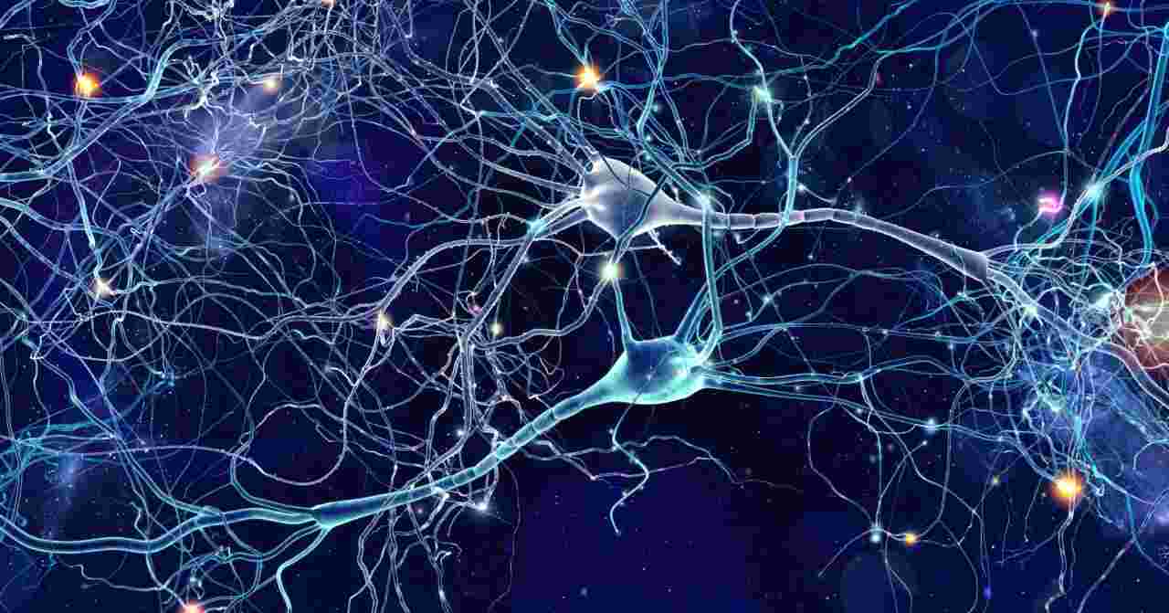 corteccia somatosensoriale