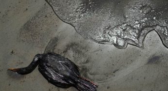 Disastro ecologico in Perù per colpa dello tsunami