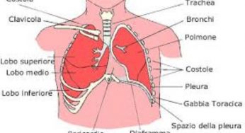 Sistema respiratorio: caratteristiche, importanza e funzionalità