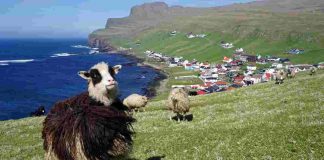 Faroe