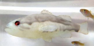 gambusia