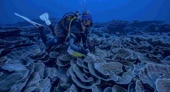 Una nuova, spettacolare barriera corallina scoperta a Tahiti
