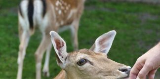 USA, centinaia di cervi come "Bambi" si sono ammalati di Covid- curiosauro.it - 28012022