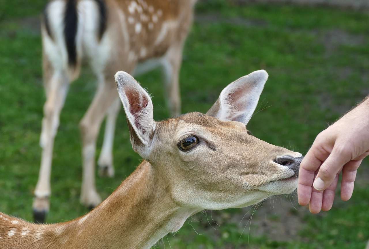 USA, centinaia di cervi come "Bambi" si sono ammalati di Covid- curiosauro.it - 28012022