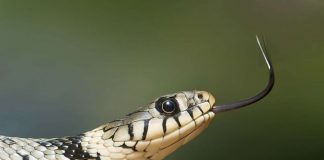 Veleno, la scienza conferma; siamo tossici come i serpenti - curiosauro.it 22012022