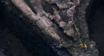 I draghi esistono: scoperto fossile… di un drago marino